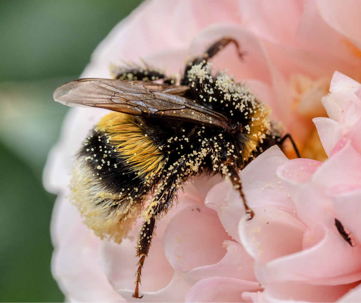 10 Incredible Ways Bee Pollen Boosts Your Immune System! – HMS Nutrition